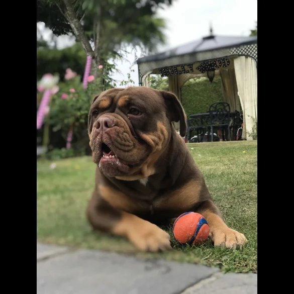 Dorset Olde Tyme Bulldogge - Both