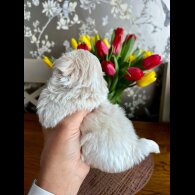 Shih Tzu - Both