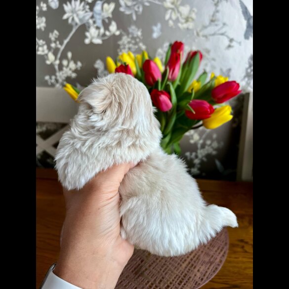 Shih Tzu - Both