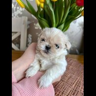 Shih Tzu - Both