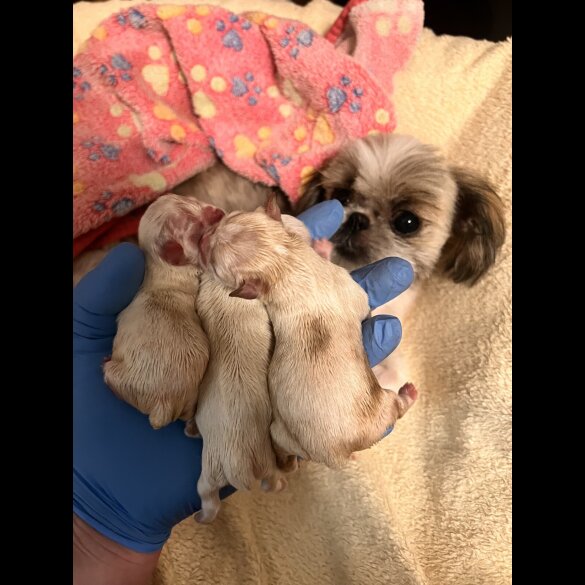 Shih Tzu - Both
