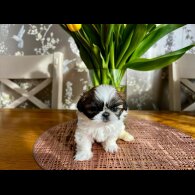 Shih Tzu - Both