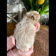 Shih Tzu - Both