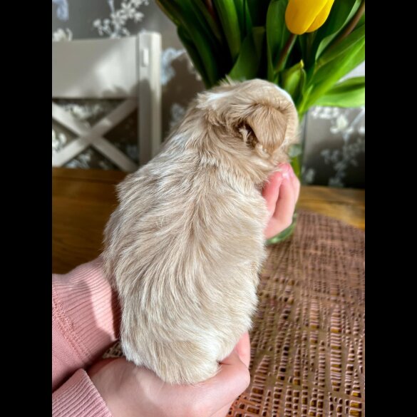 Shih Tzu - Both