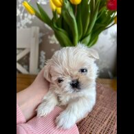 Shih Tzu - Both