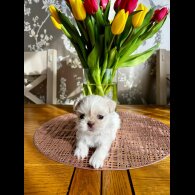 Shih Tzu - Both