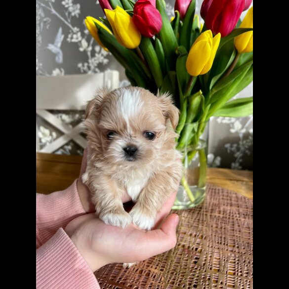 Shih Tzu - Both