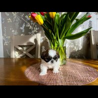 Shih Tzu - Both