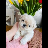 Shih Tzu - Both