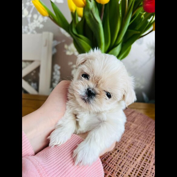 Shih Tzu - Both