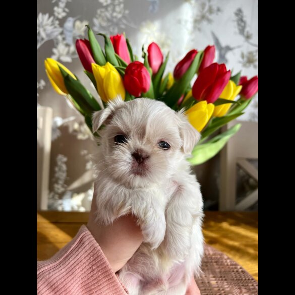 Shih Tzu - Both