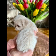 Shih Tzu - Both