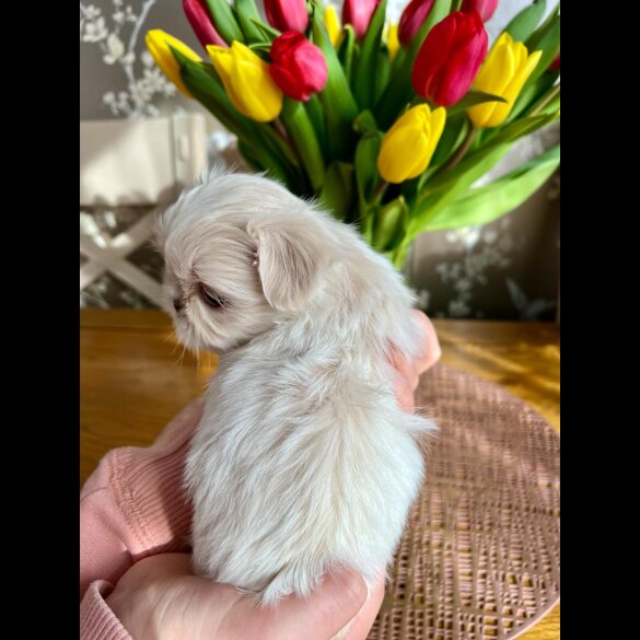 Shih Tzu - Both