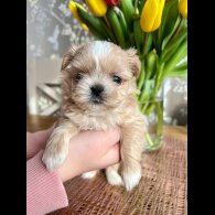 Shih Tzu - Both