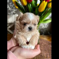 Shih Tzu - Both