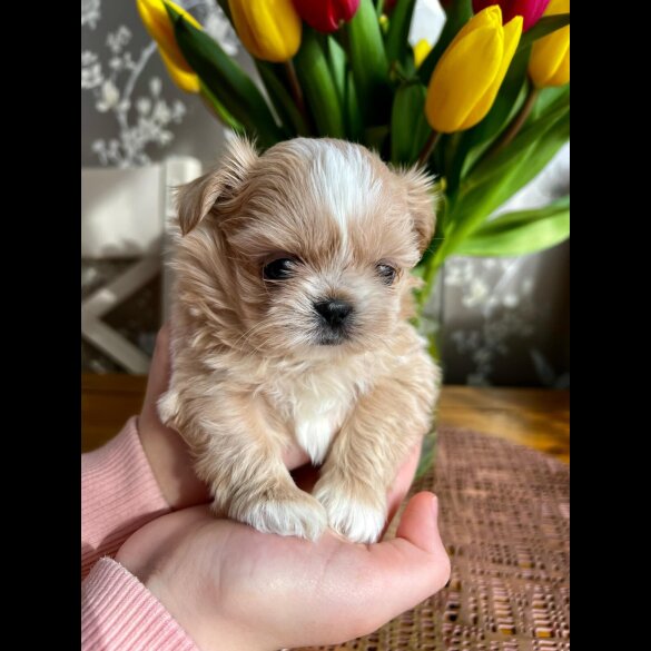 Shih Tzu - Both