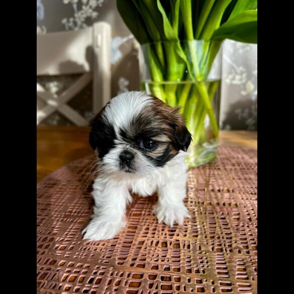 Shih Tzu - Both
