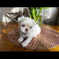 Shih Tzu - Both