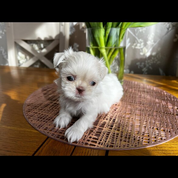 Shih Tzu - Both