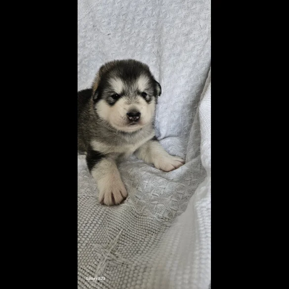 Alaskan Malamute - Bitches