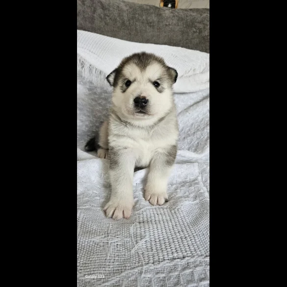 Alaskan Malamute - Bitches