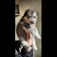 Alaskan Malamute - Bitches