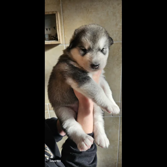 Alaskan Malamute - Bitches