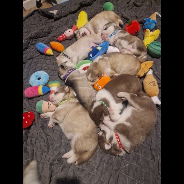 Alaskan Malamute - Both