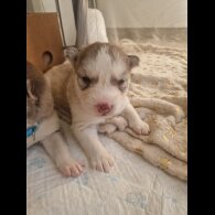 Alaskan Malamute - Both