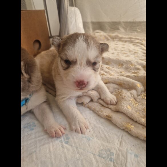 Alaskan Malamute - Both