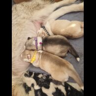 Alaskan Malamute - Both