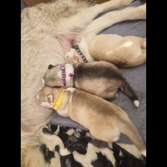 Alaskan Malamute - Both