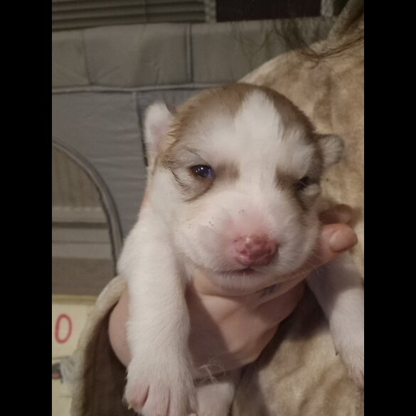 Alaskan Malamute - Both