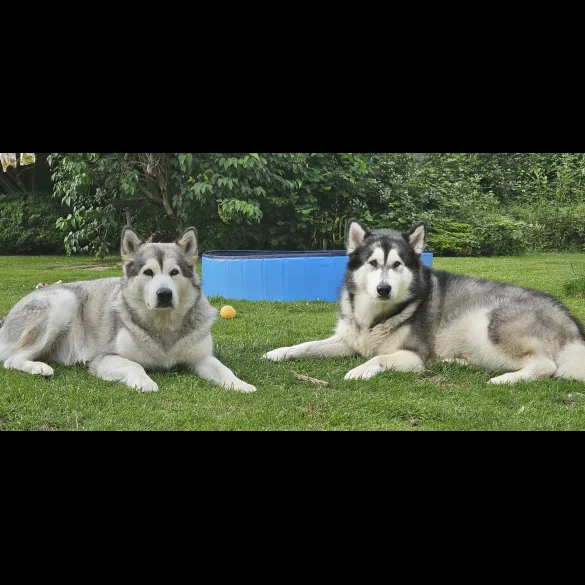 Alaskan Malamute - Bitches