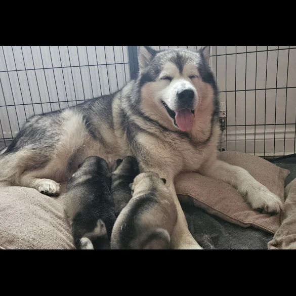 Alaskan Malamute - Bitches