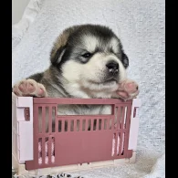 Alaskan Malamute - Bitches