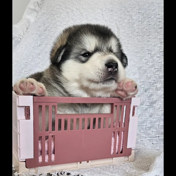 Alaskan Malamute - Bitches