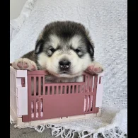 Alaskan Malamute - Bitches