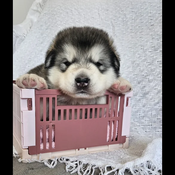 Alaskan Malamute - Bitches