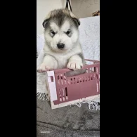 Alaskan Malamute - Bitches