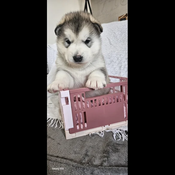 Alaskan Malamute - Bitches