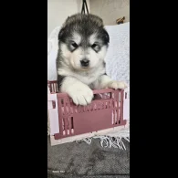 Alaskan Malamute - Bitches