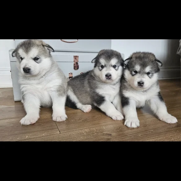 Alaskan Malamute - Bitches