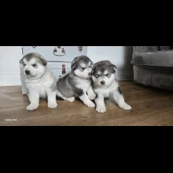 Alaskan Malamute - Bitches