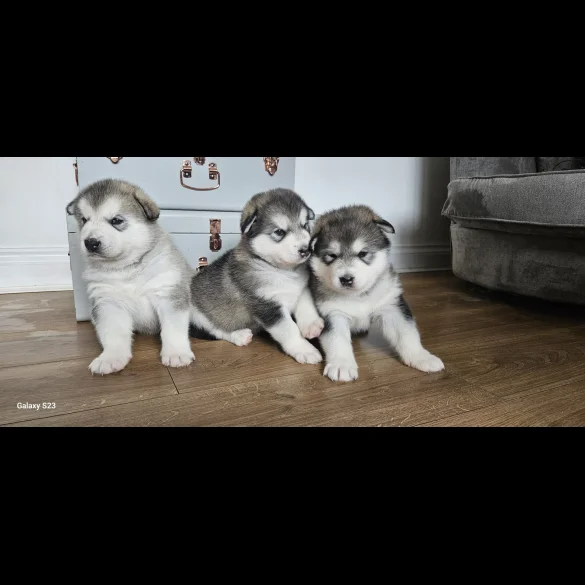 Alaskan Malamute - Bitches