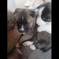 Akita - Both