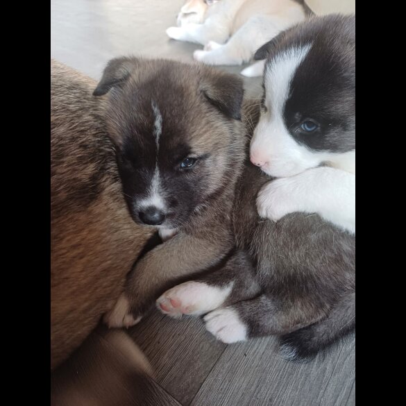 Akita - Both