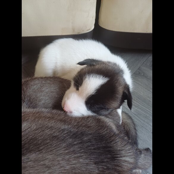 Akita - Both