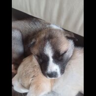 Akita - Both