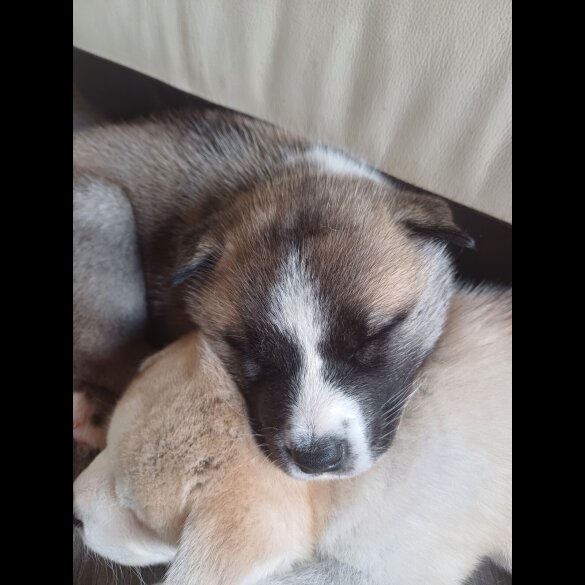 Akita - Both